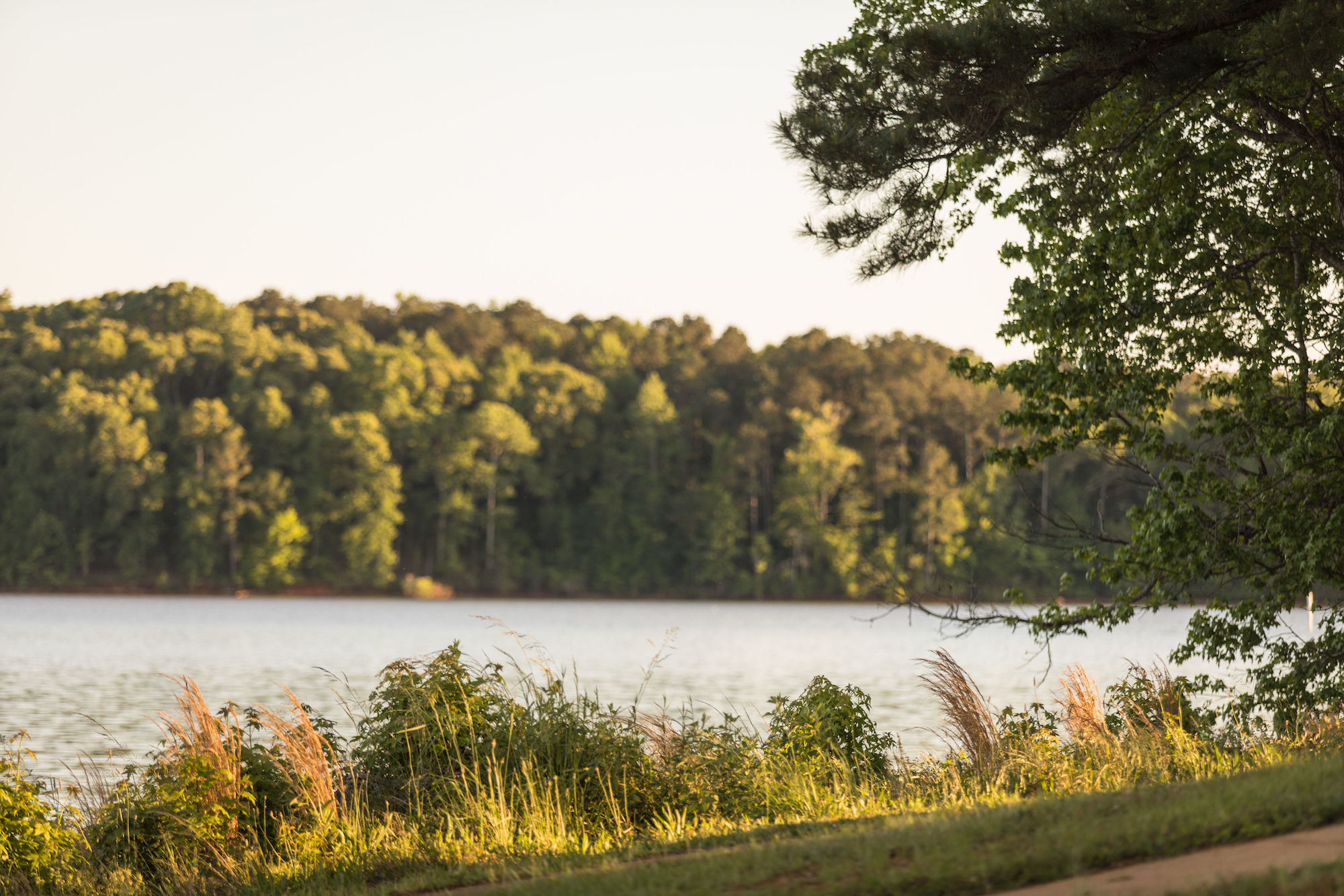 Escape to the Wilderness: Your Guide to Georgia's Whitetail Ridge Campground