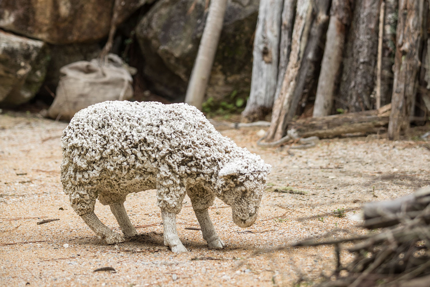 biblical-history-center-sheep-exhibit