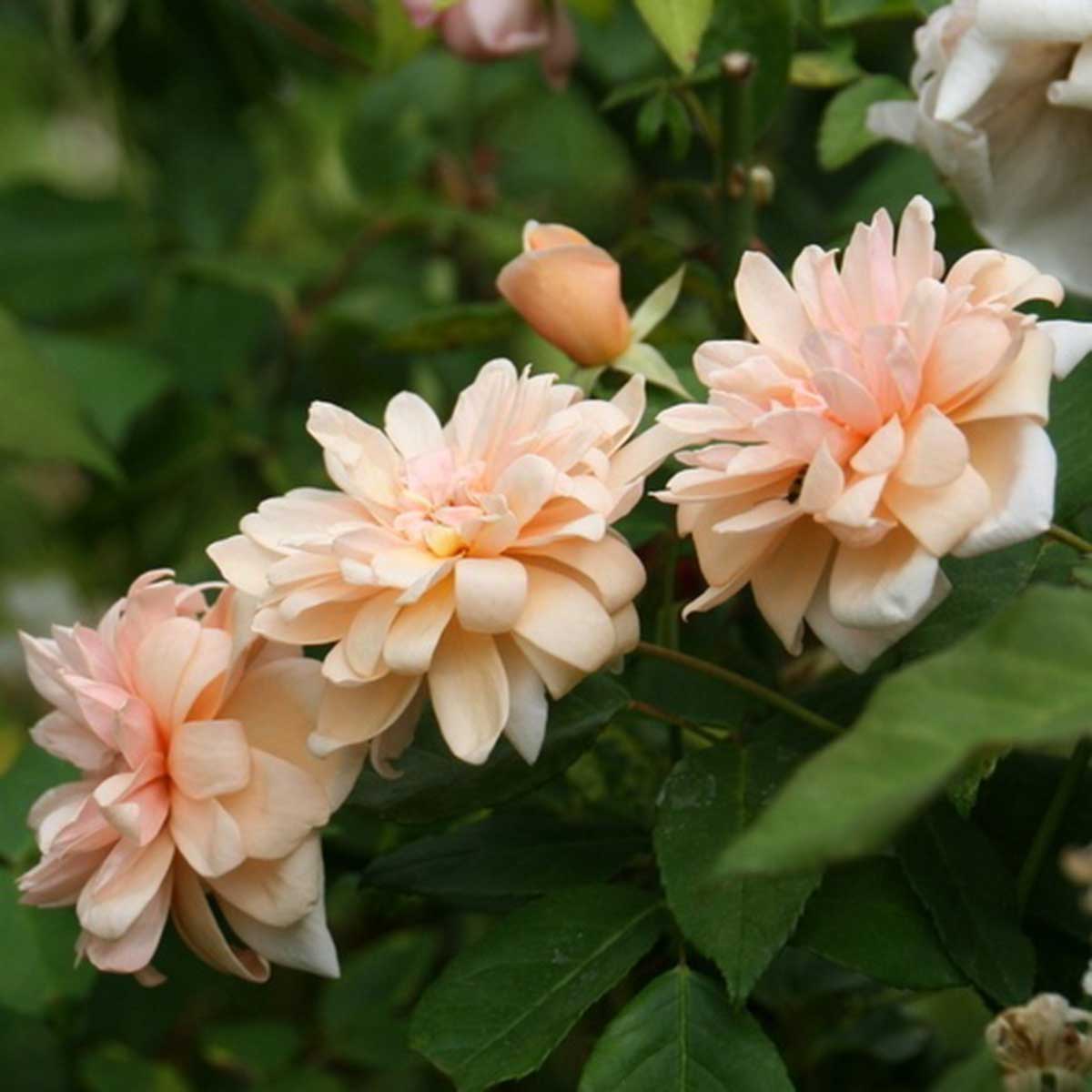 Rose Workshop - Hills & Dales Estate - Visit LaGrange