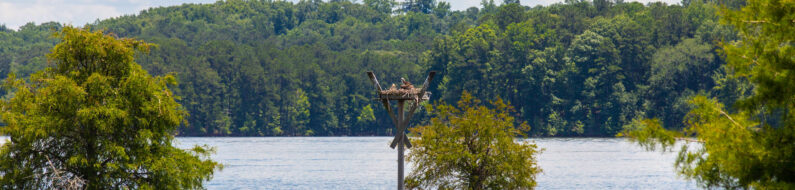 Osprey-Nest-LaGrange-Georgia-West-Point-Lake-Wildlife