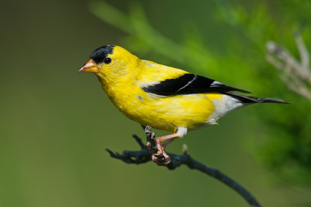 American Goldfinch LaGrange Georgia