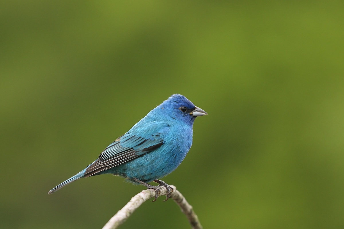 Indigo Bunting LaGrange Georgia