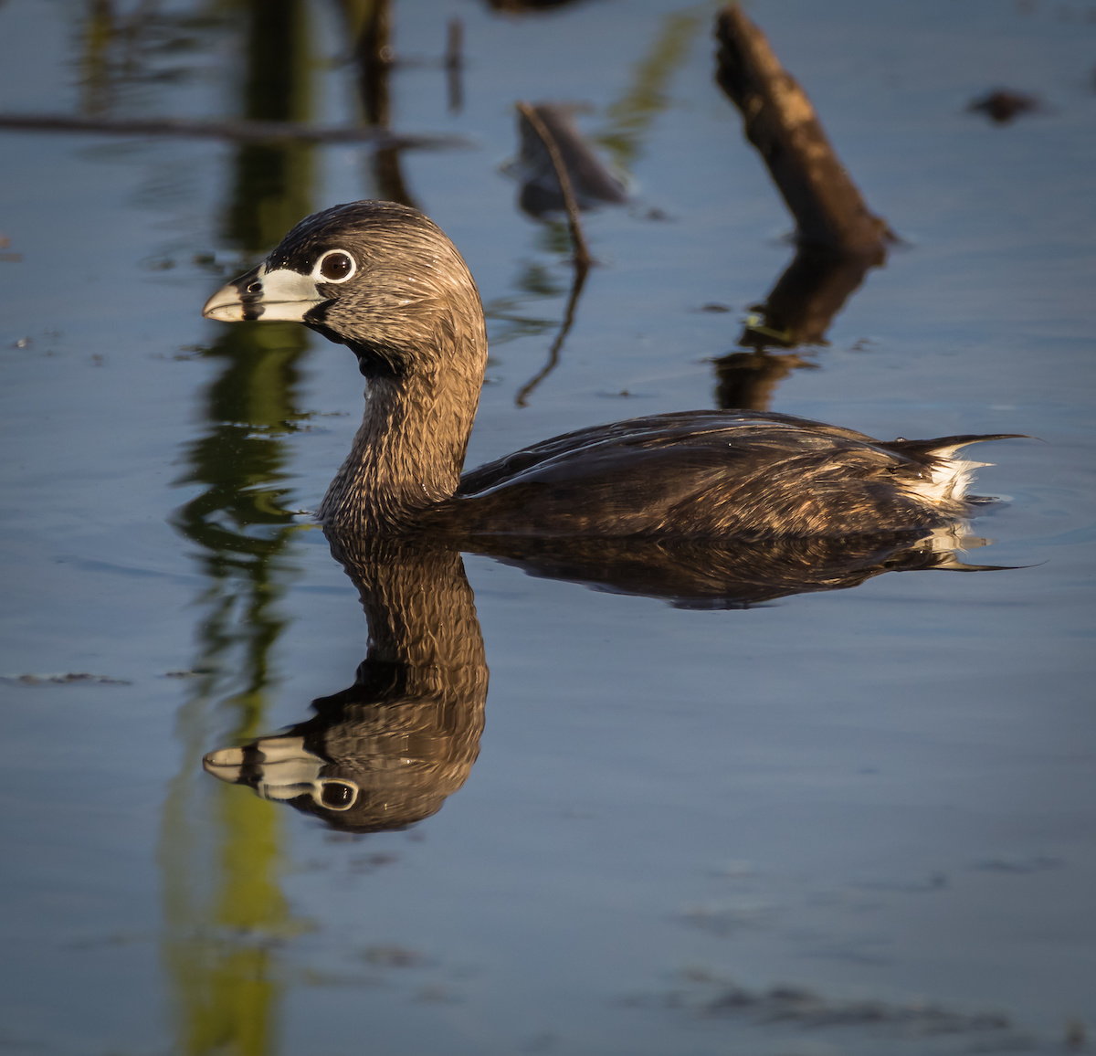 Pied-billed grebe LaGrange Georgia