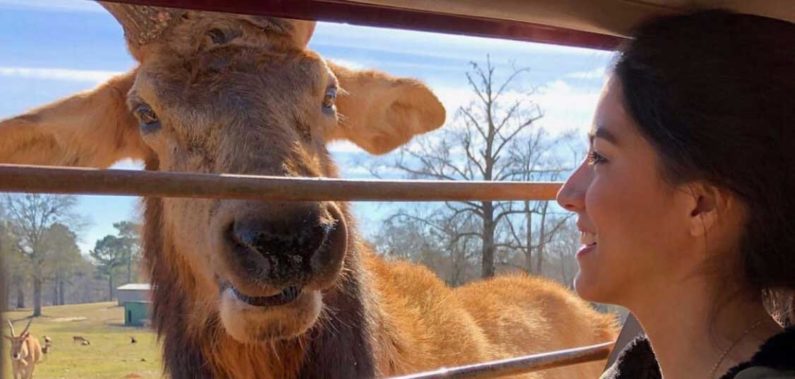 safari ride pine mountain ga