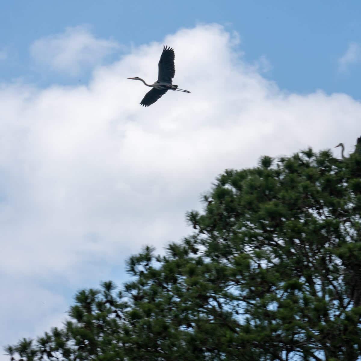 Blue Heron flies over West Point Lake in LaGrange, Georgia.