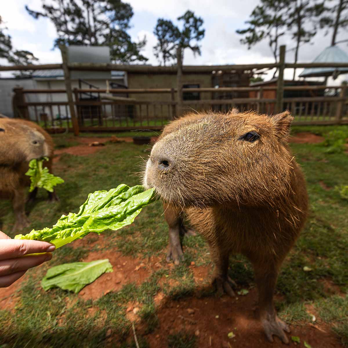 capybara-wild-animal-safari-walkabout-1x1-visit-lagrange-georgia