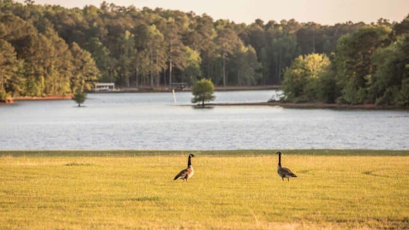 2 geese walking at Pyne Road Park, in LaGrange, Georgia.