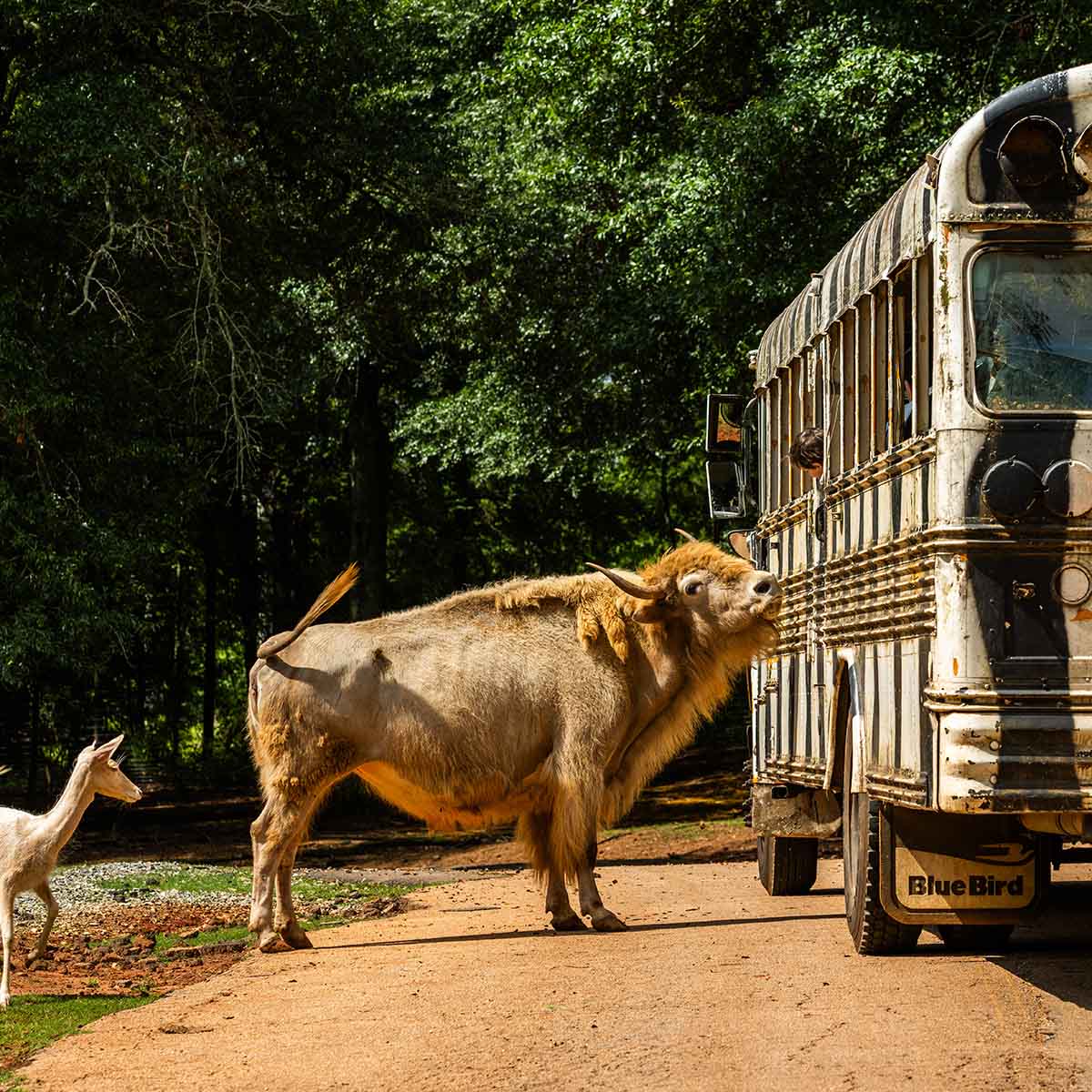 wild-animal-safari-bison-1x1-visit-lagrange-georgia